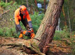 How Our Tree Care Process Works  in  East Aurora, NY