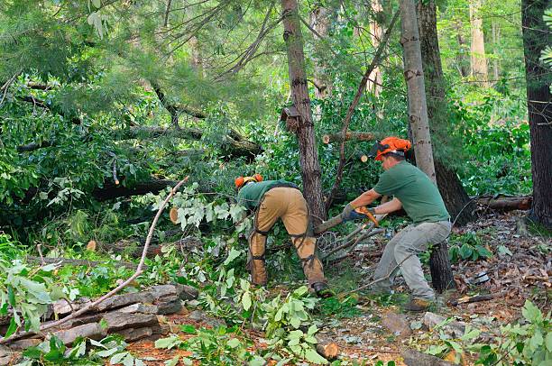 How Our Tree Care Process Works  in  East Aurora, NY